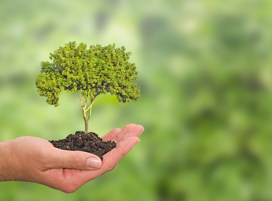 برای ساختن یک جعبه مقوایی چند درخت لازم است؟